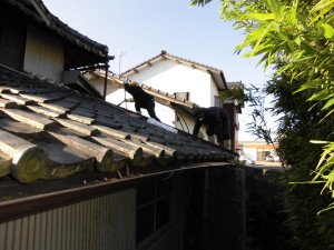 CIMG0064